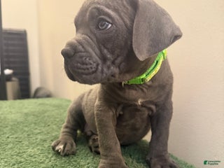 Cane Corso dogs - Ad 34