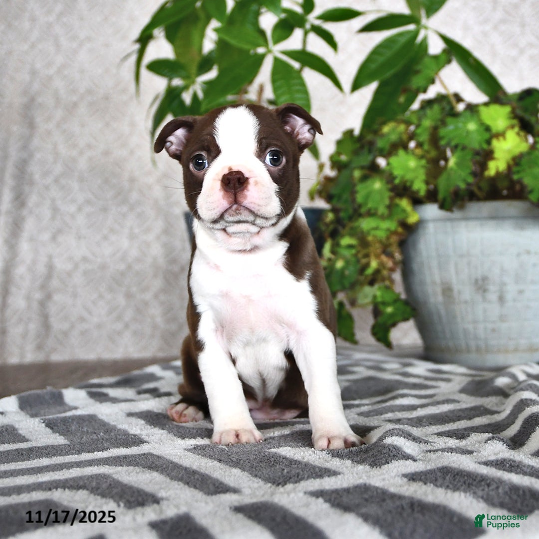 Boston Terrier dogs for sale: Regina - Ad 3
