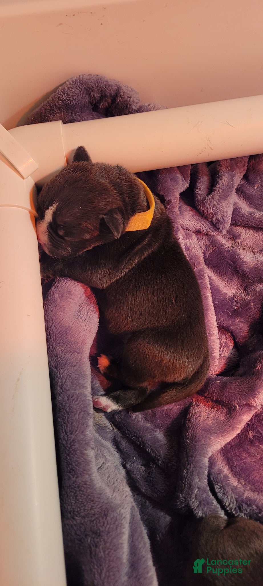 Mixed Breed dogs Mixed Breed Puppy 2 - Ad 29