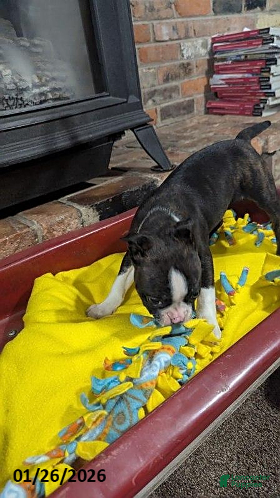 Boston Terrier dogs for sale: Hailey - Ad 5