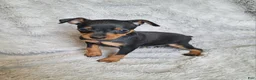 Miniature Pinscher dogs for sale: Parlo  - Ad 2