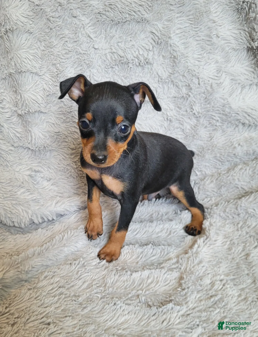Miniature Pinscher dogs for sale: Parlo  - Ad 2