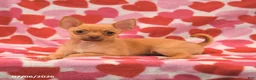 Chihuahua dogs for sale: Leo - Ad 4