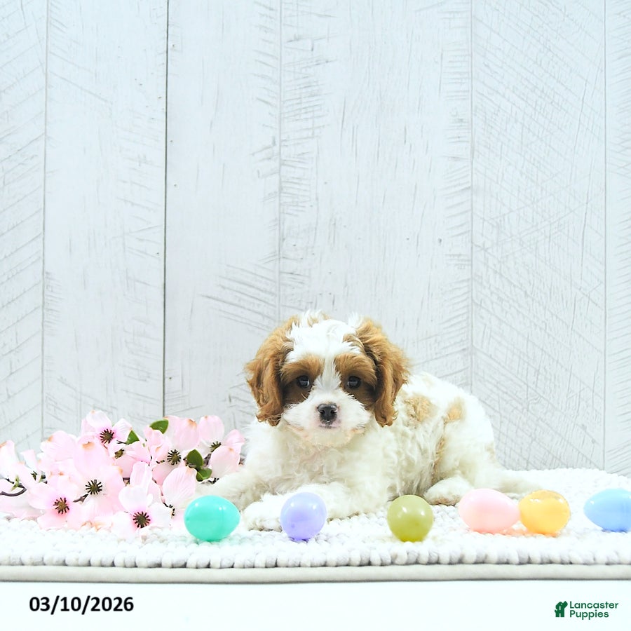 Cavapoo dogs Marlo - Ad 1