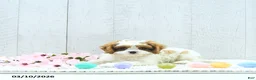 Cavapoo dogs for sale: Marlo - Ad 1