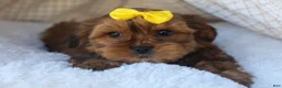 Shorkie dogs for sale: RANDY - Ad 13