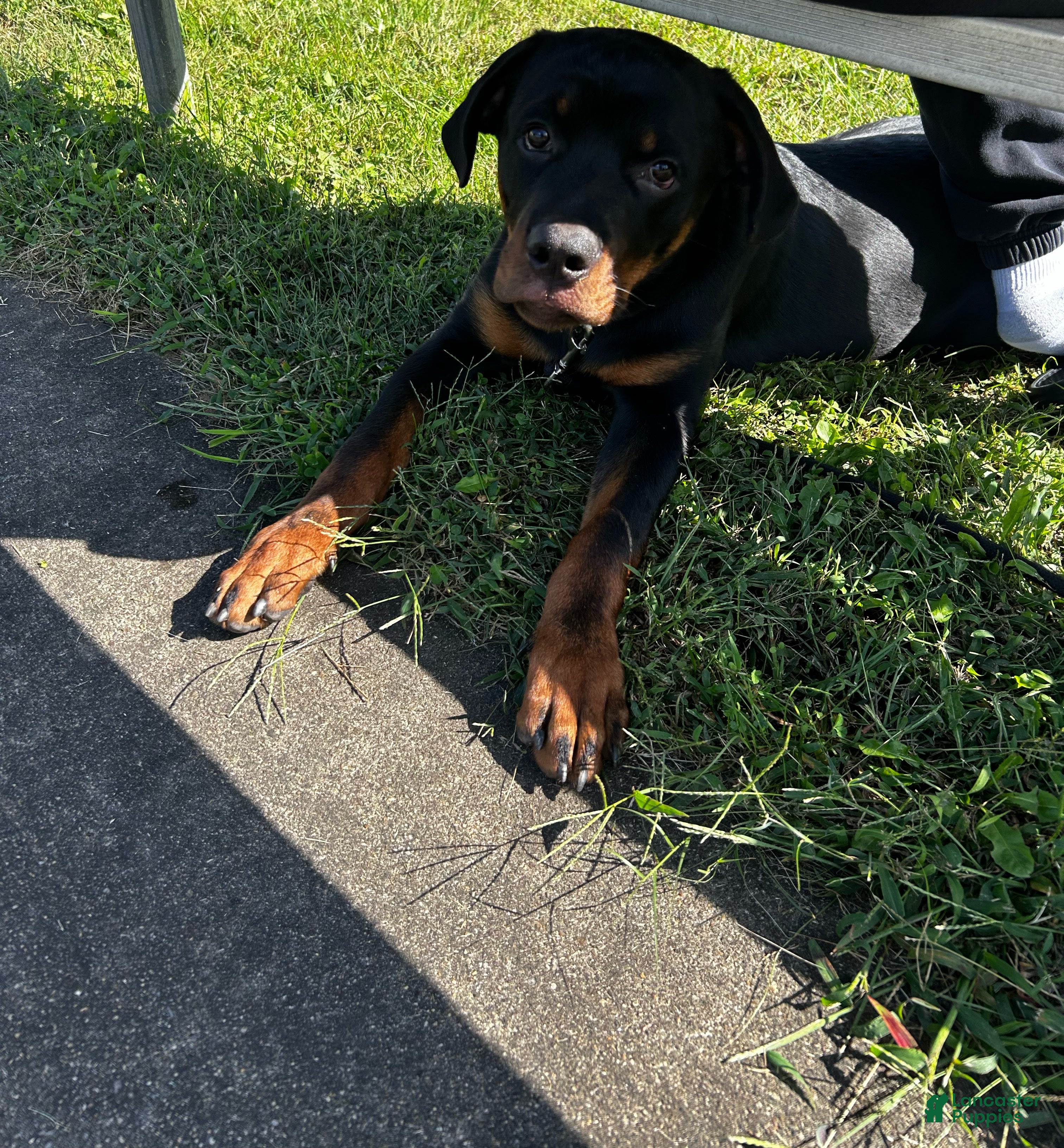 Rottweiler dogs Loki  - Ad 10