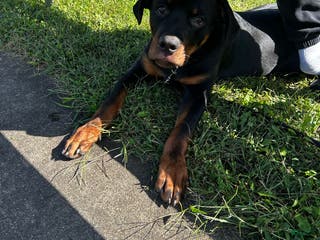 Rottweiler dogs Loki - Ad 20