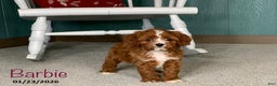 Cavapoo dogs for sale: Barbie - Ad 1