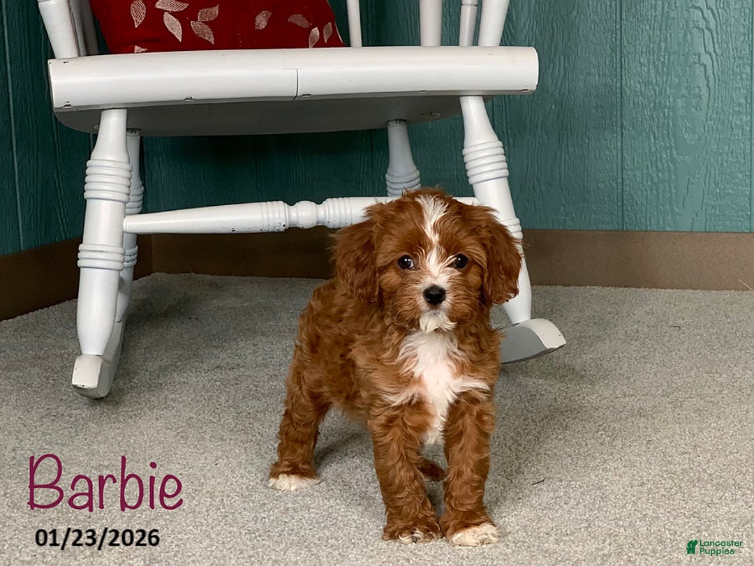 Cavapoo dogs for sale: Barbie - Ad 1