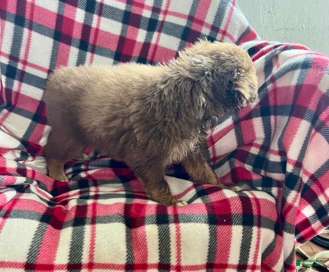 Australian Shepherd dogs for sale: April May Girl Australian Shepherd  - Ad 6
