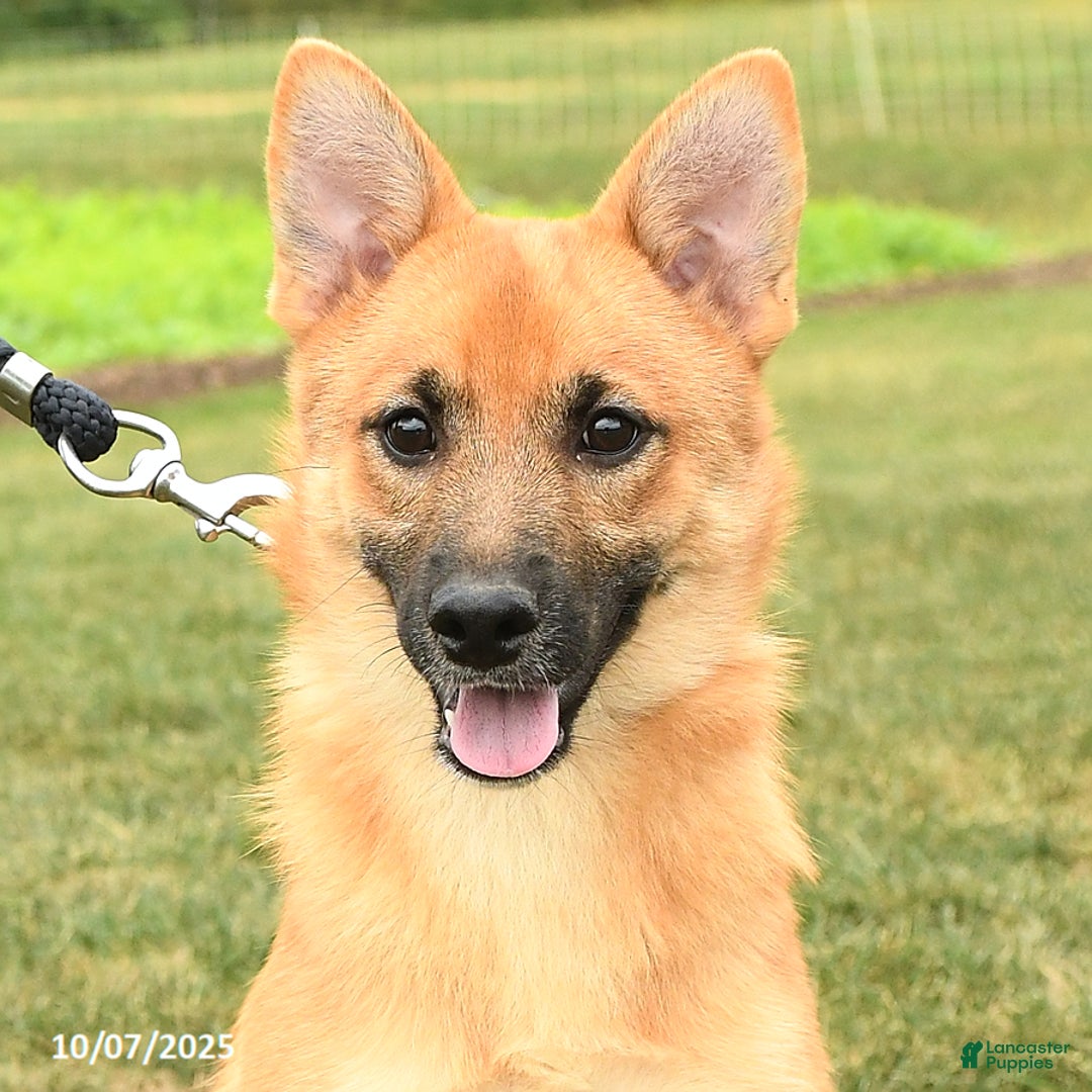 Mixed Breed dogs for sale: Tricky - Ad 5