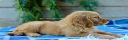 Golden Retriever dogs for sale: Barney  - Ad 8