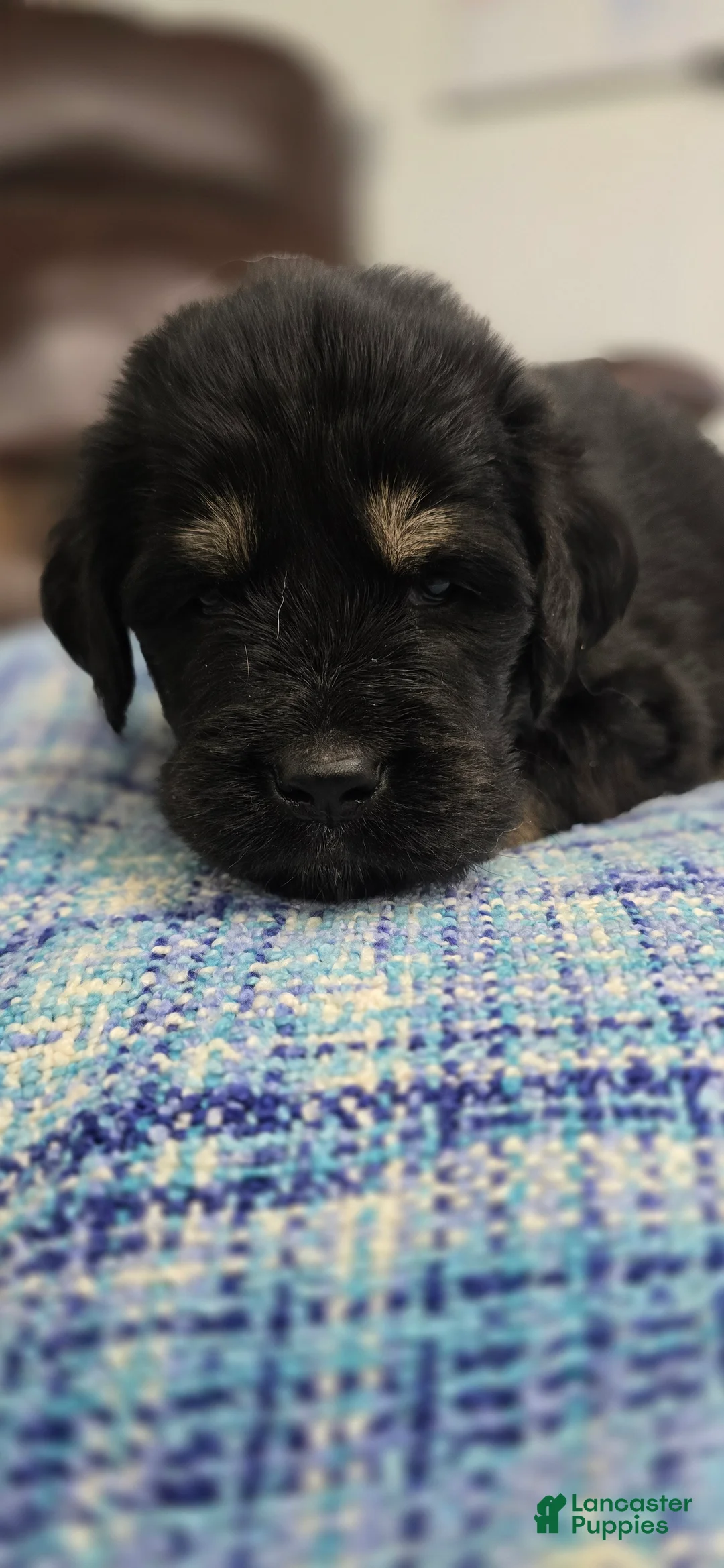 Tibetan Mastiff dogs for sale: Adam  - Ad 1