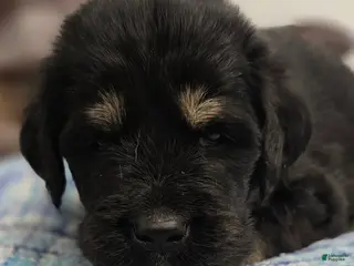 Tibetan Mastiff dogs Adam - Ad 4