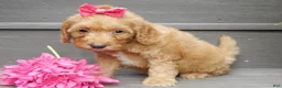 Mini Goldendoodle dogs for sale: Laci - Ad 4