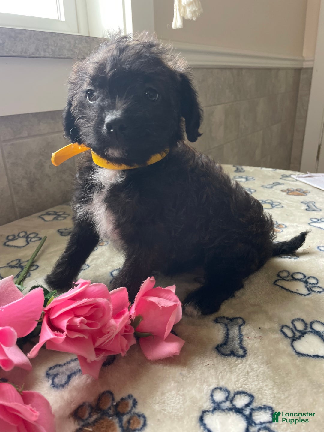 Mixed Breed dogs for sale: Pixie - Ad 3