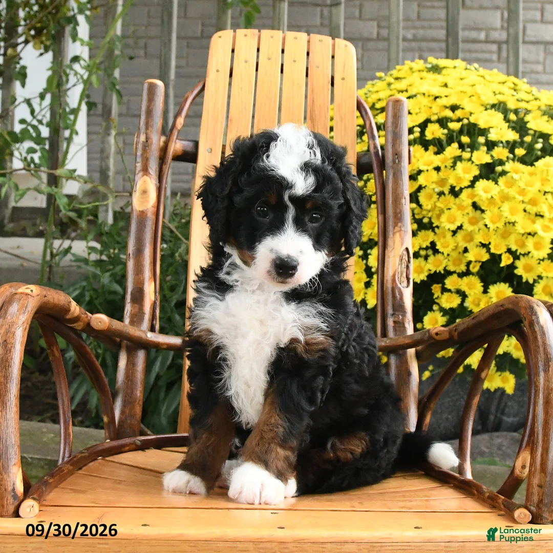 Mini Bernedoodle dogs for sale: Benji - Ad 1