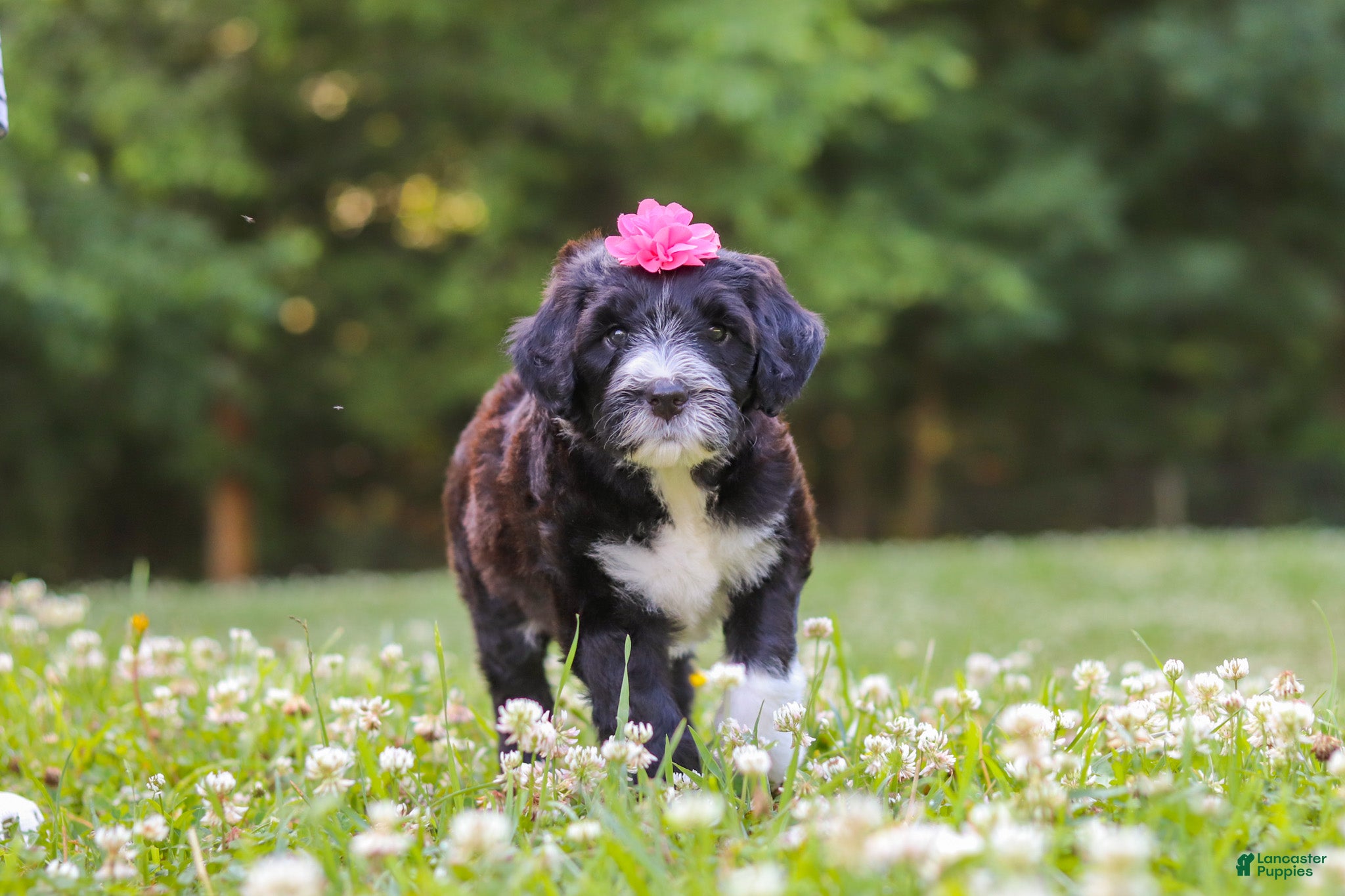 Portuguese Water Dog dogs Grace - Ad 1