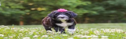 Portuguese Water Dog dogs for sale: Grace - Ad 1