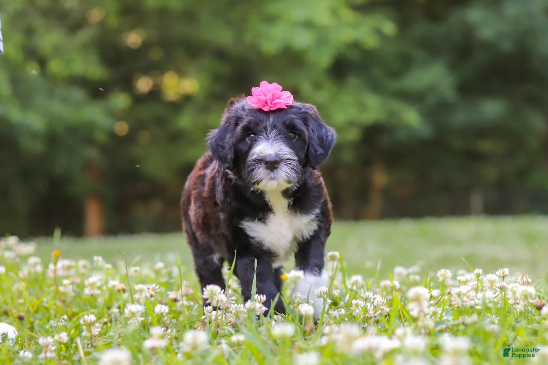 Portuguese Water Dog dogs for sale: Grace - Ad 1