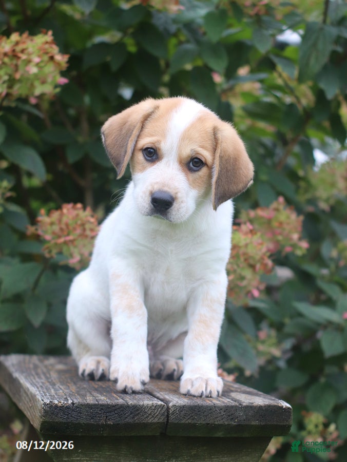 Mixed Breed dogs Spud - Ad 1