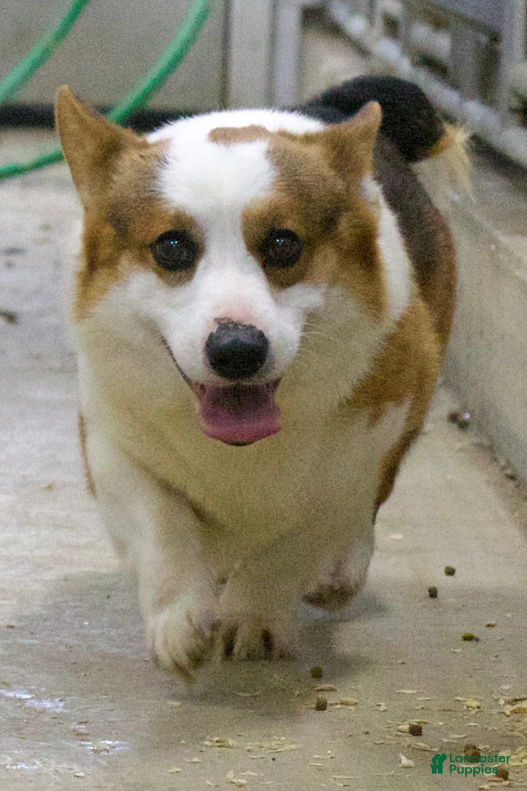 Welsh Corgi Pembroke dogs for sale: Banjo - Ad 7