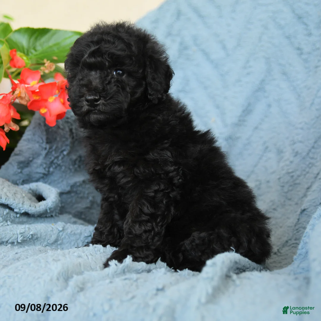 Miniature Poodle dogs for sale: Koffee - Ad 2