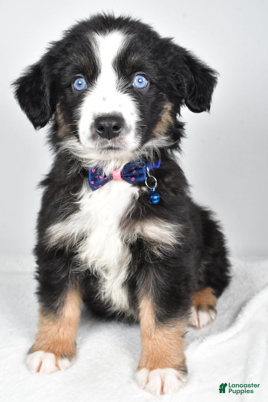 Miniature Australian Shepherd dogs for sale: Jeremias  - Ad 1