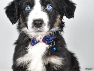 Miniature Australian Shepherd dogs Jeremias - Ad 41