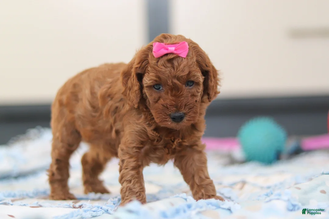Cavapoo dogs for sale: Lacy - Ad 4
