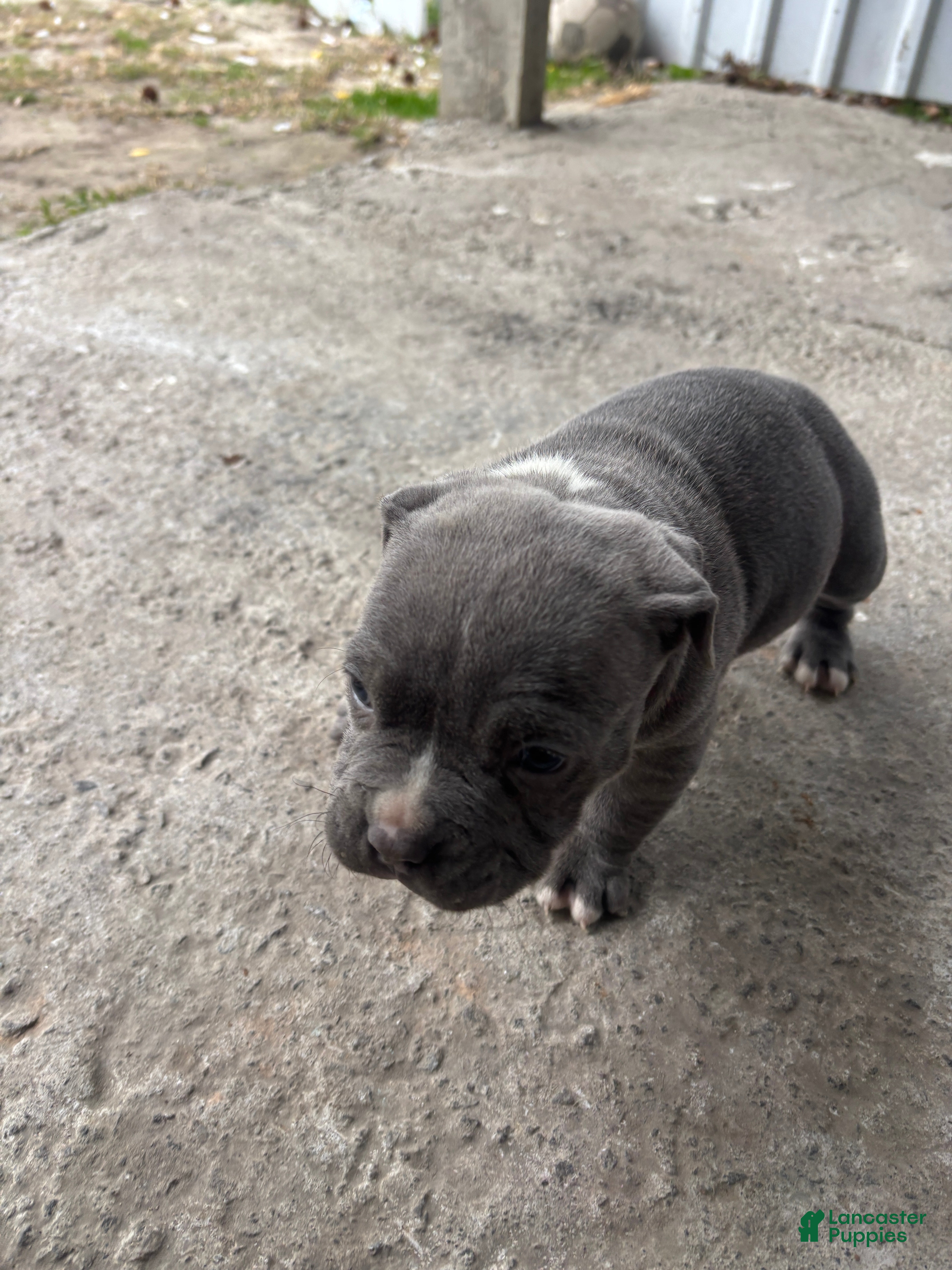 American Pit Bull Terrier dogs American Pit Bull Terrier Puppy 3 - Ad 35