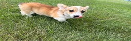 Welsh Corgi Pembroke dogs for sale: SKYLER - Ad 11