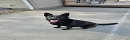 German Shepherd dogs for sale: Candy - Ad 2