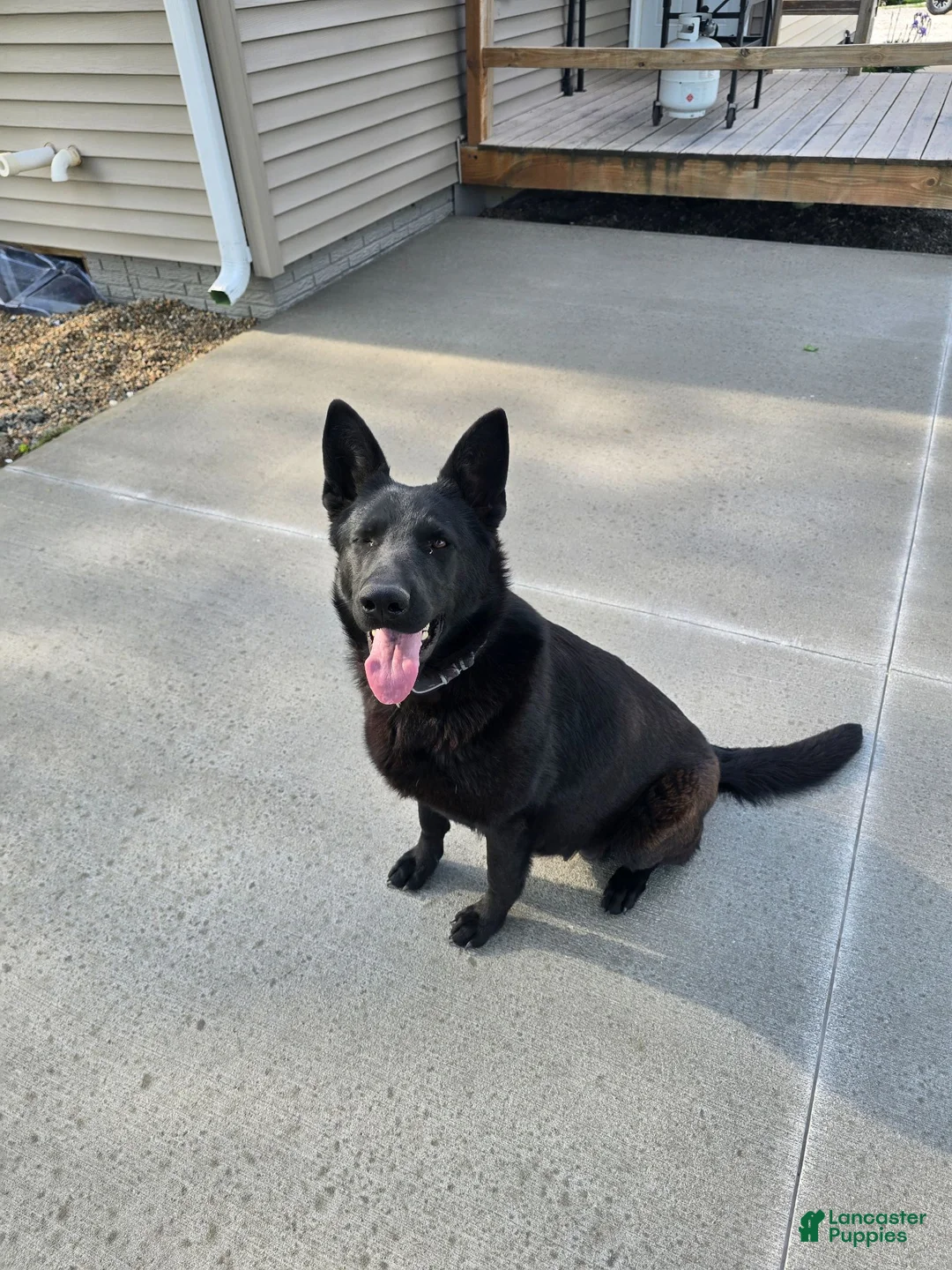 German Shepherd dogs for sale: Candy - Ad 2