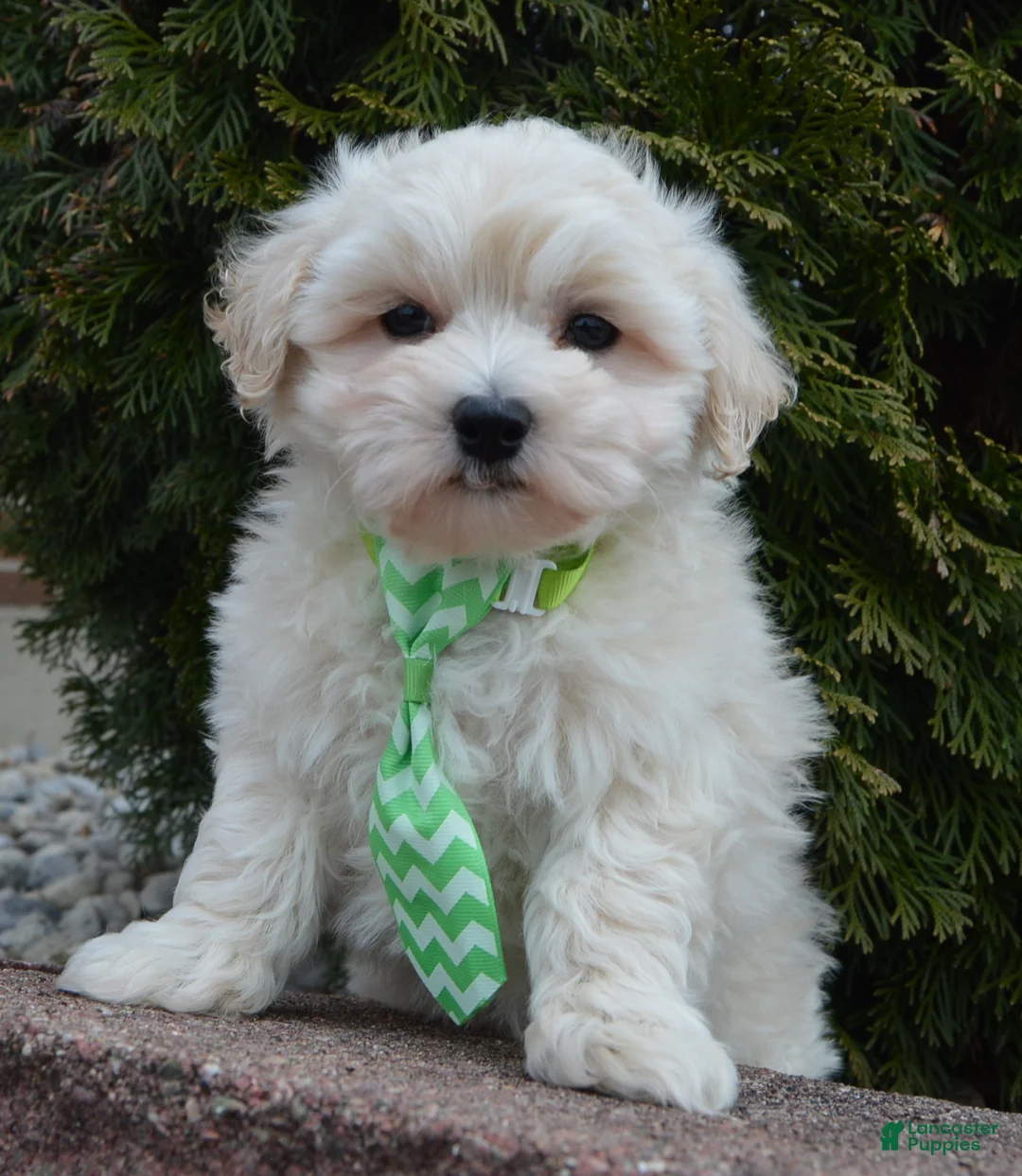 Maltipoo dogs for sale: Milo - Ad 13