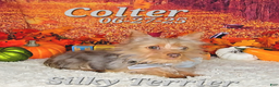 Silky Terrier dogs for sale: Colter - Ad 2