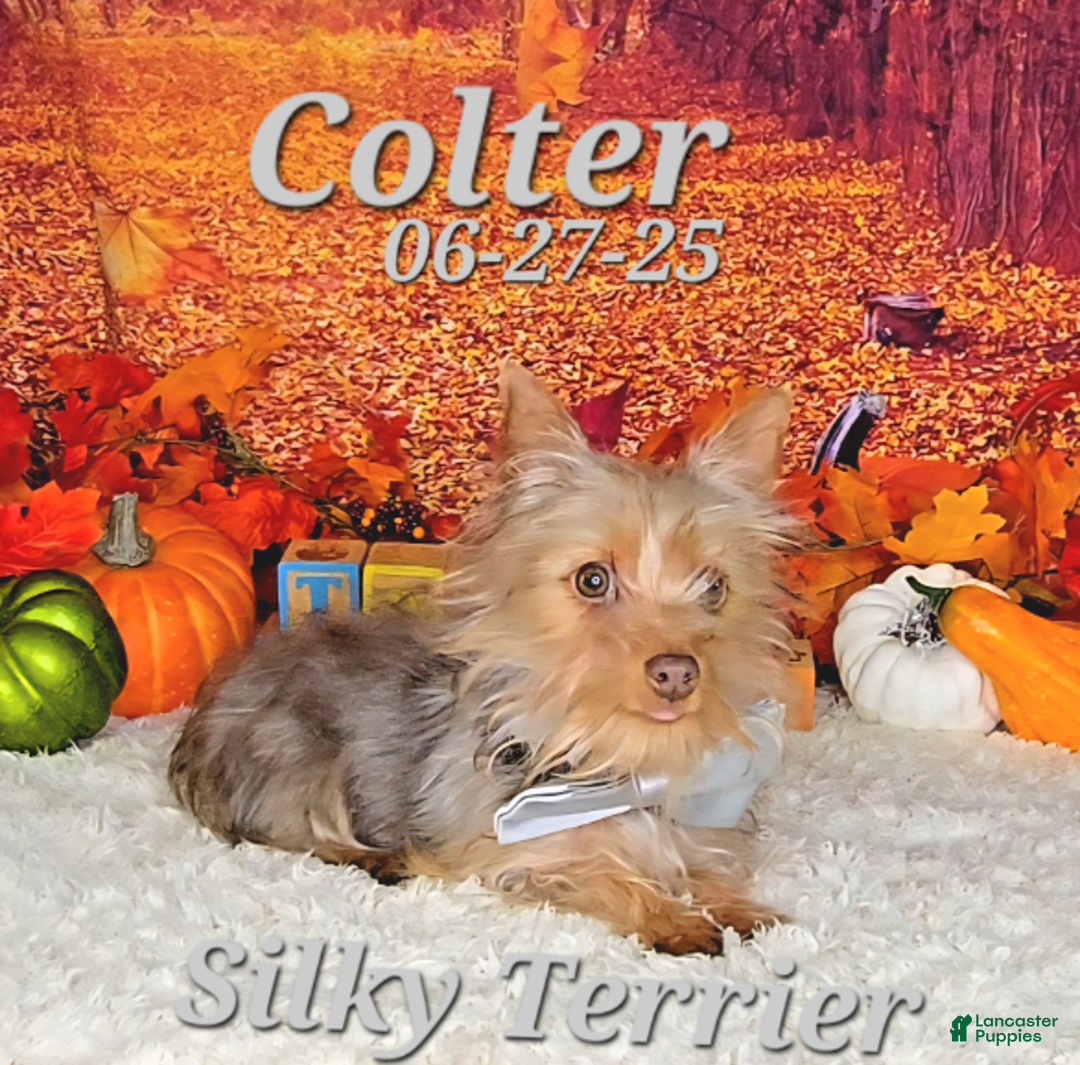 Silky Terrier dogs for sale: Colter - Ad 2