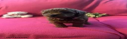 Cockapoo dogs for sale: Maple - Ad 6