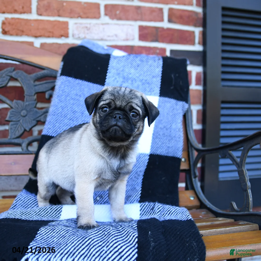 Pug dogs for sale: Taz - Ad 1