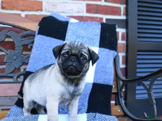 Pug dogs for sale: Taz - Ad 3