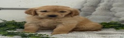 Golden Retriever dogs for sale: Merry - Ad 4