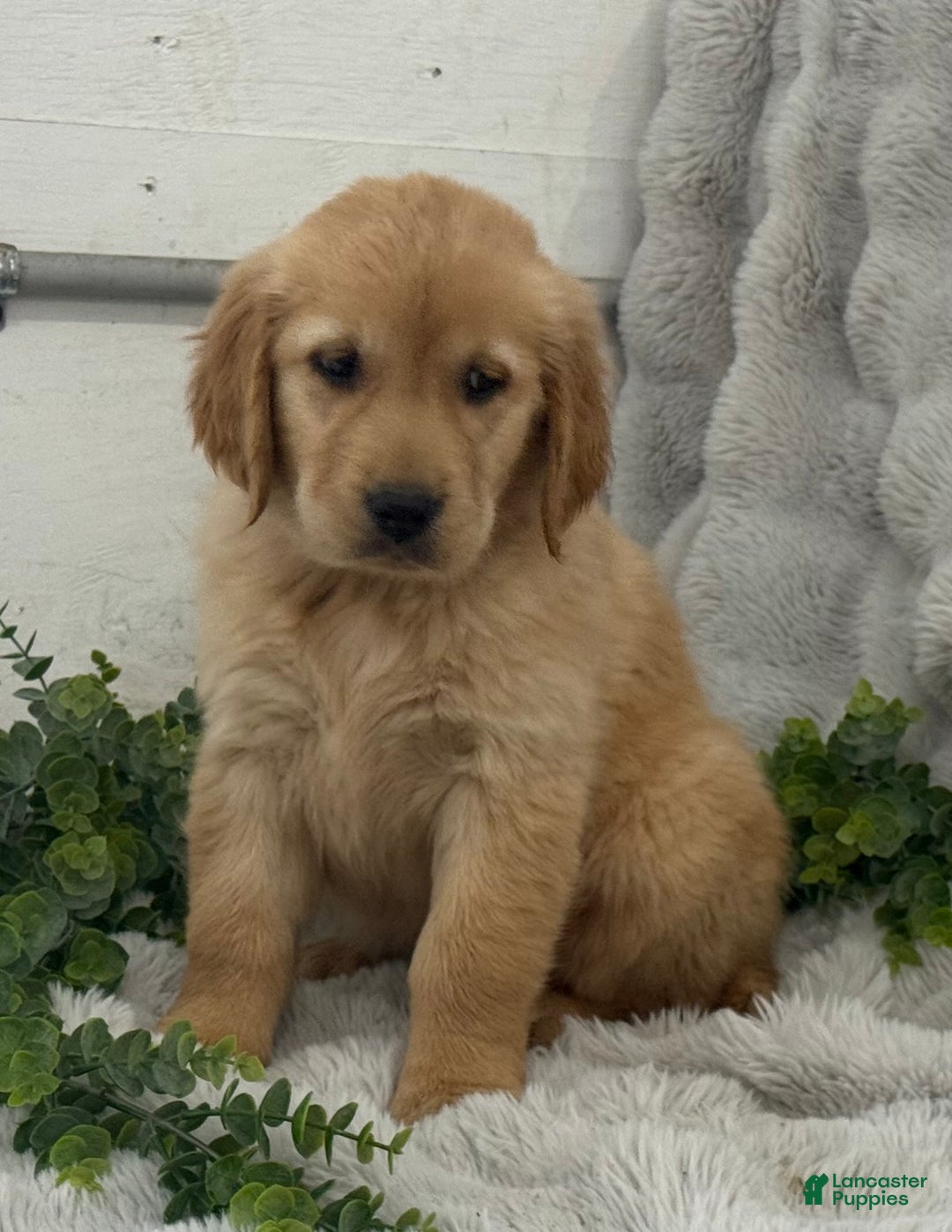 Golden Retriever dogs for sale: Merry - Ad 4