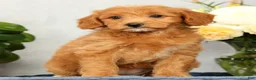 Mini Goldendoodle dogs for sale: Ophelia - Ad 4