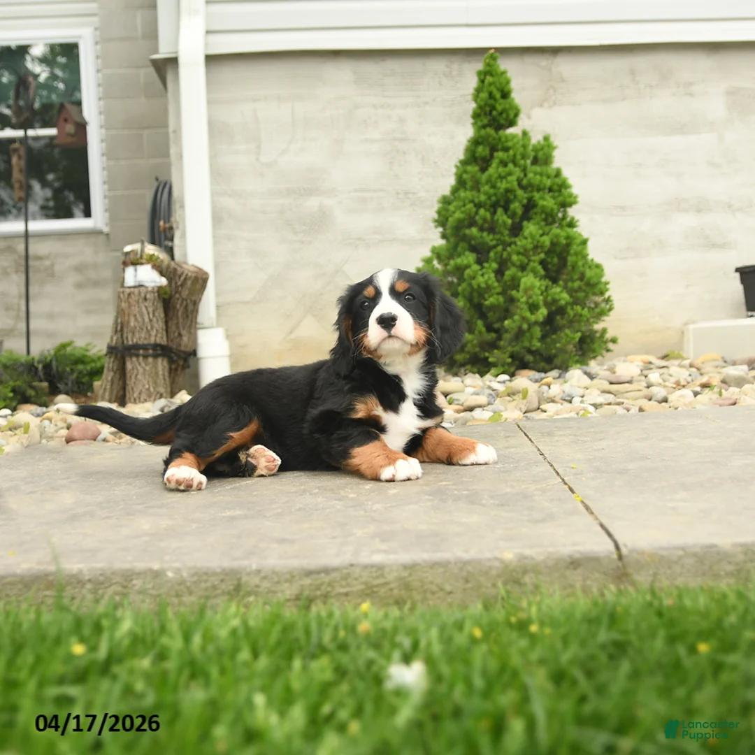 Miniature Bernese Mountain Dog dogs for sale: Reagan - Ad 3