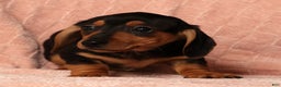 Miniature Dachshund dogs for sale: Emmy - Ad 8