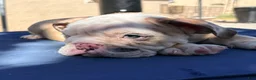 English Bulldog dogs for sale: Baby dime /mini bulldog - Ad 4