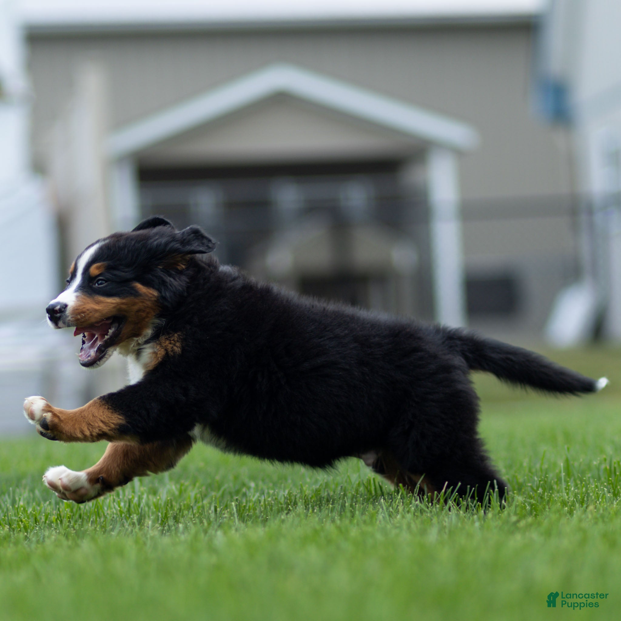 Bernese Mountain Dog dogs Bryan Bernese Mountain Dog  - Ad 2