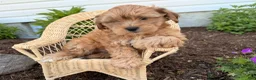 Shorkie dogs for sale: Peter Pan  - Ad 1