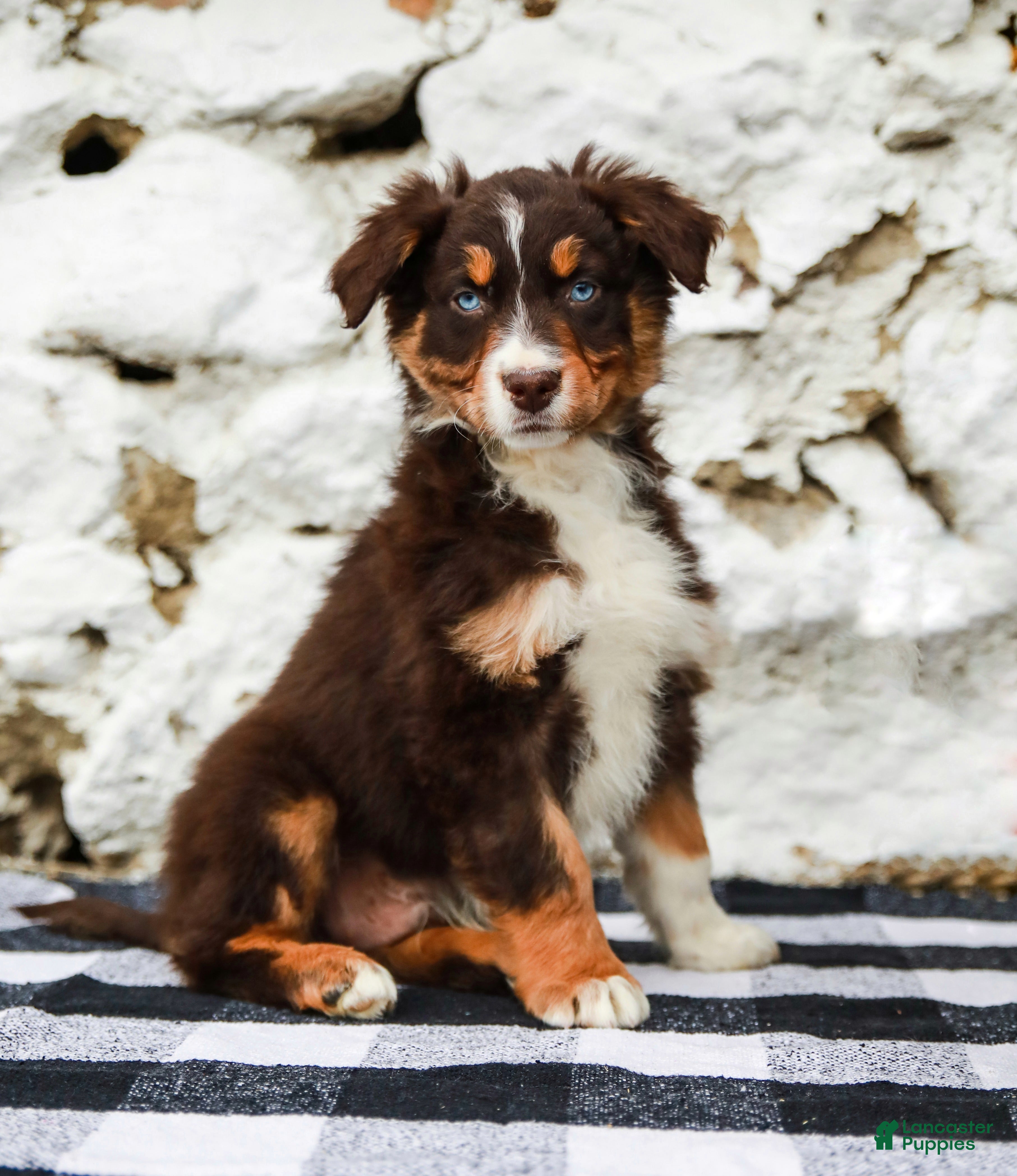 Australian Shepherd dogs Carter - Ad 1